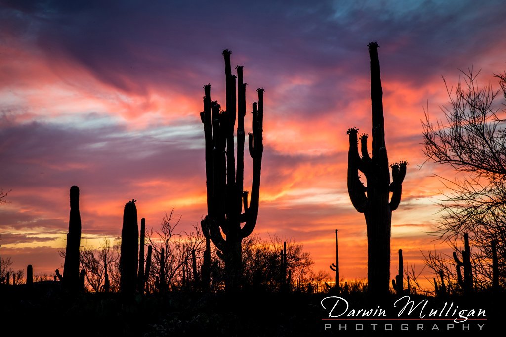 Saguaro cactus with red sunset Ironwood National Monument