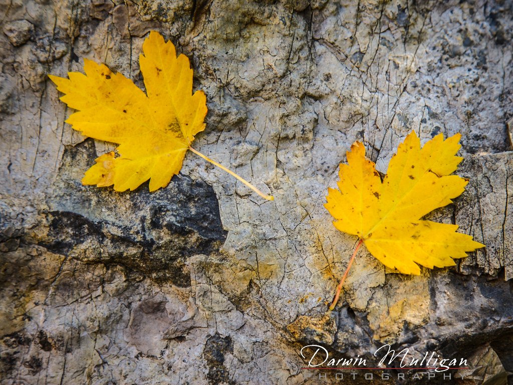 Colorado-Maple-Leaves-at-Marble