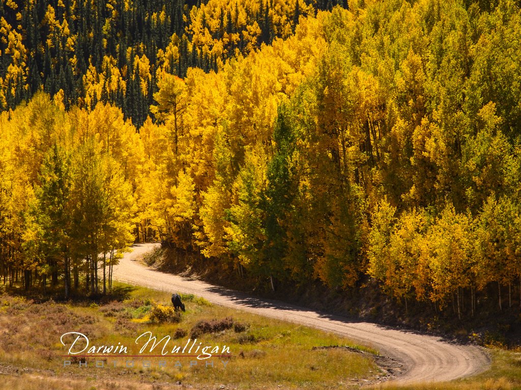 Colorado-trail-through-forest-at-Lake-City-Area