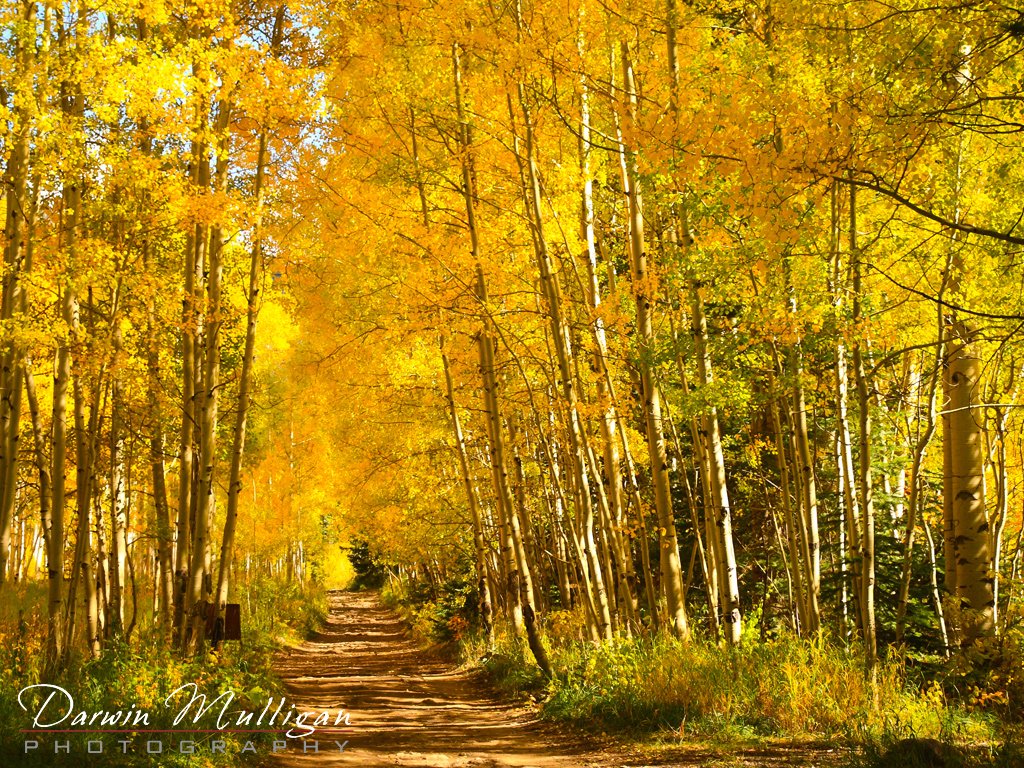 Colorado-trail-through-the-forest-in-the-fall-Crystal-City