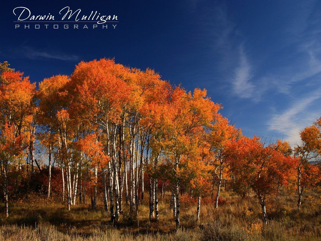 Fall-Colors-Grand-Teton-National-Park-Wyoming