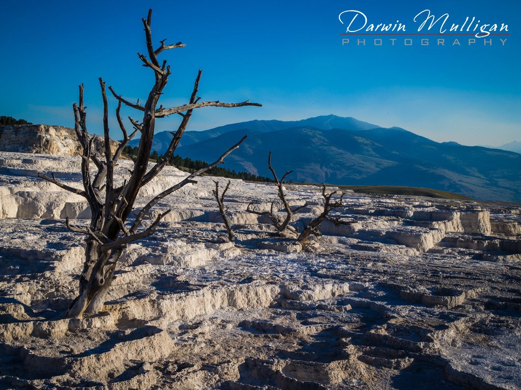 Old-tree-Mammoth-Hot-Springs-Yellowstone-National-Park-Wyoming