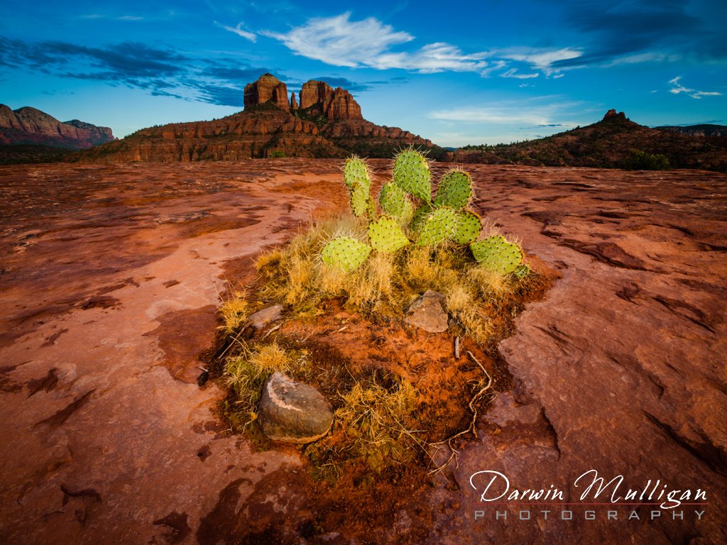 Sedona-Arizona-with-cactus