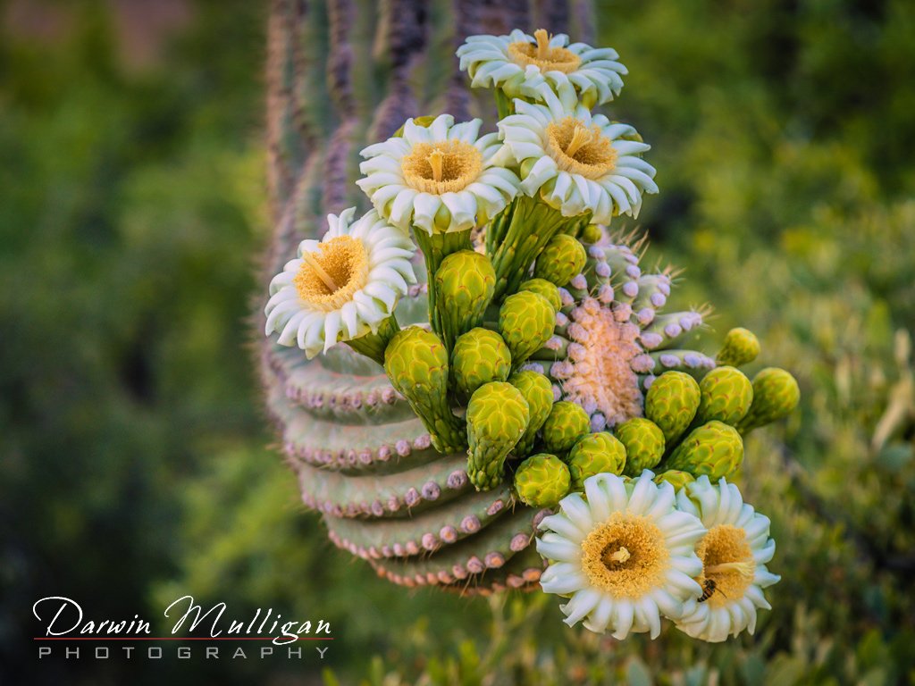 blooming-cactus-early-morning-superstition-mountains-arizona