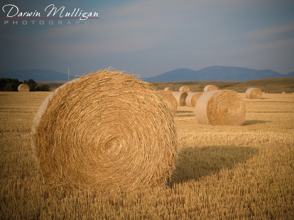 Fall-Harvest-east-of-Great-Falls-Montana